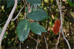 Mucuna monosperma